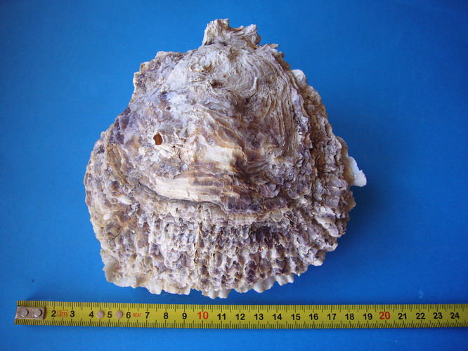 Ostrea edulis